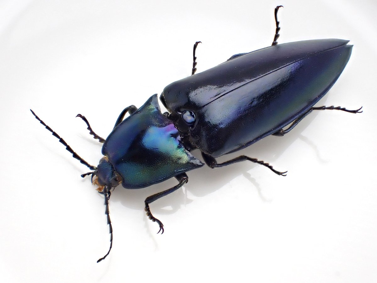DamasterCarabus's tweet photo. Campsosternus sp.

#コメツキムシ
#clickbeetle https://t.co/lYCawEjt6w
