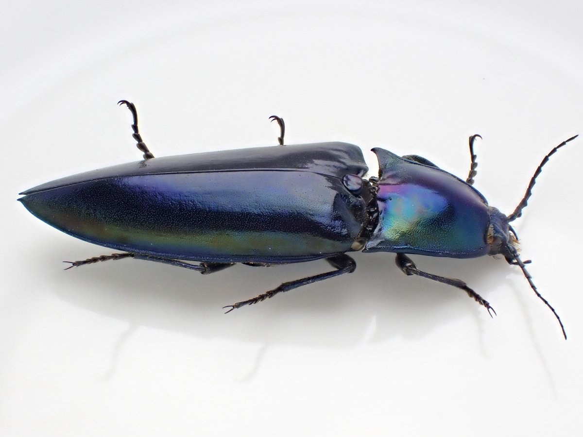 DamasterCarabus's tweet photo. Campsosternus sp.

#コメツキムシ
#clickbeetle https://t.co/lYCawEjt6w