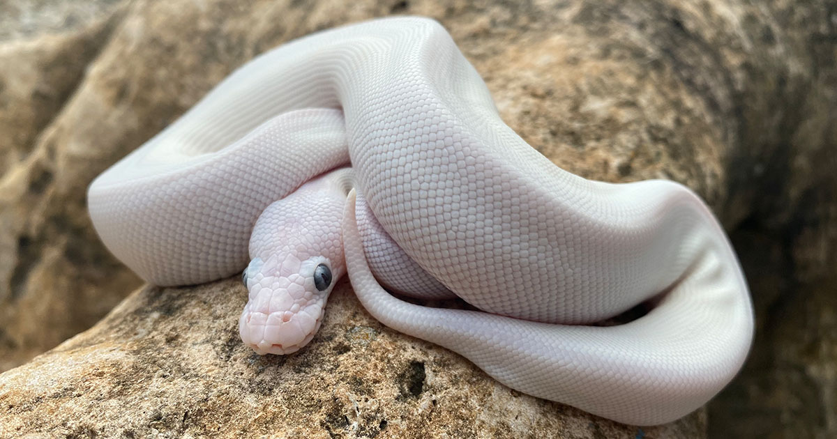 XYZReptiles tweet media