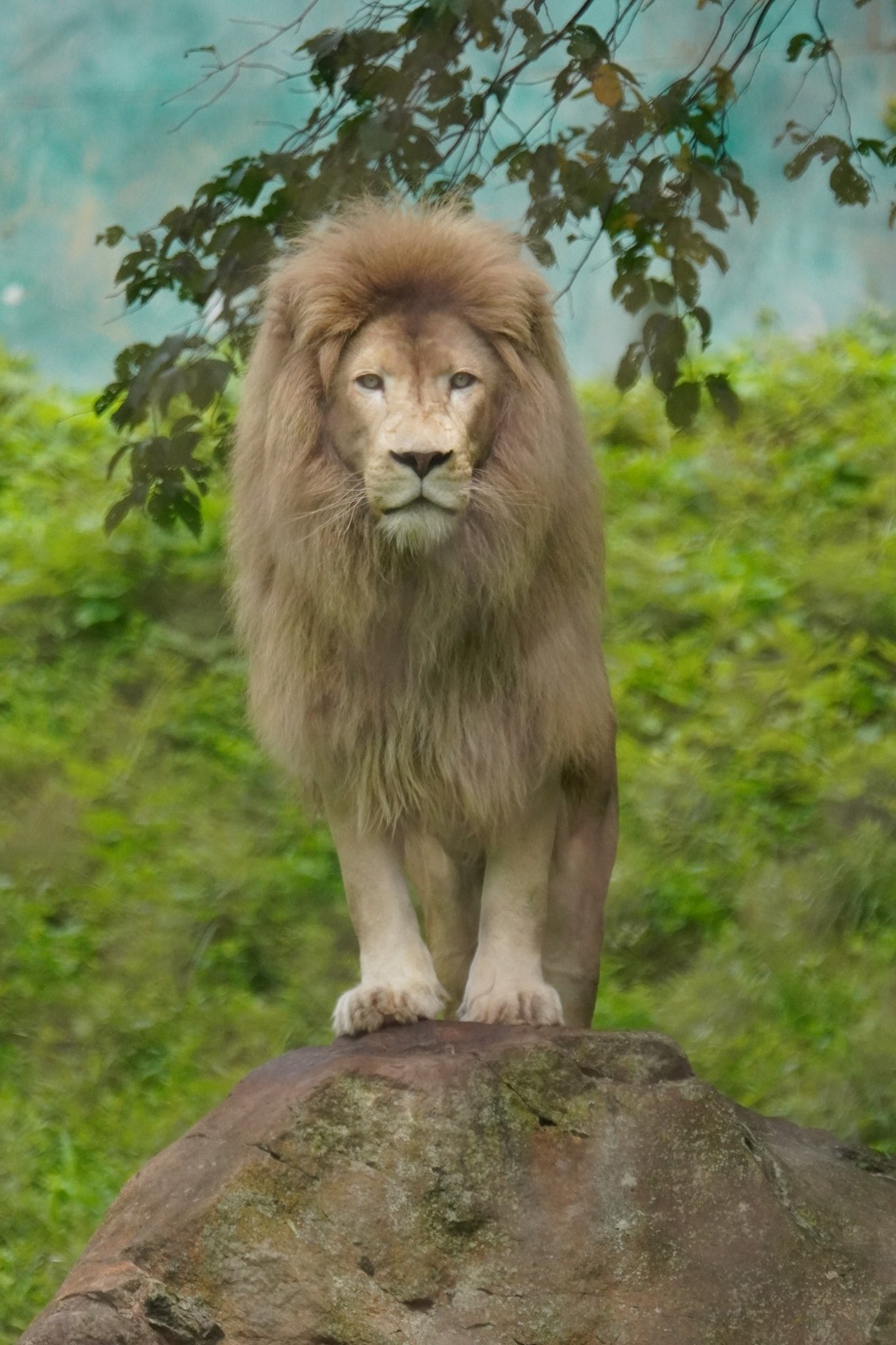 しげぞうライオン 休憩中のライオン、おばけポーズ👻でハイチーズ📷✨ A lion