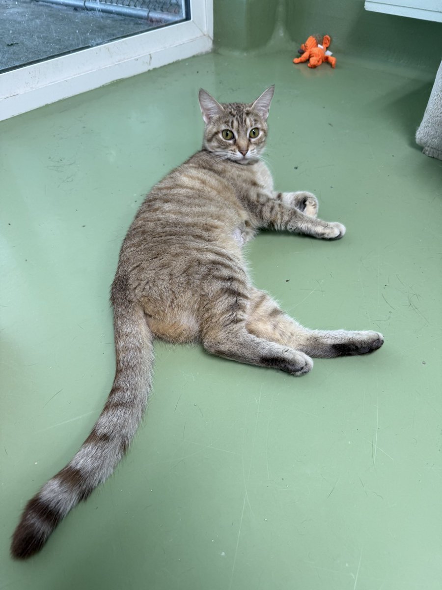 We visited the League for Animal Welfare in Clermont County (near Eastgate) to volunteer as “cat socializers.” They also need folks to take dogs out on hikes. Times are heavy, but sometimes helping is joyful!