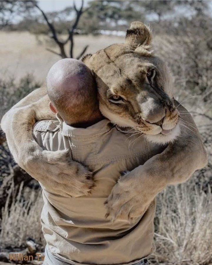 LOS ANIMALES NO HABLAN.

Pero sus miradas lo dicen todo:

“Gracias"

 Por salvarme, por tu amistad.

Este hilo no necesita palabras:

 Solo mucho corazón.

 🧵