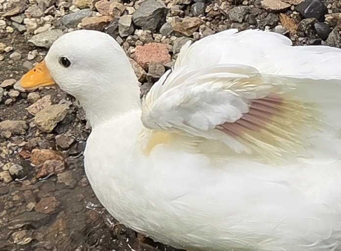 血が羽になっていくところ