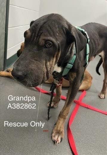 GRANDPA #A382862 1yo 
Darling boy looks so worn out,but he is just a yr old!
What horrible things happened to him during that time?😞 
Malnourished,tired,his little body just aching for a safe comfortable place to rest.
PLZ #PLEDGE TO ATTRACT A RESCUE #CorpusChristi