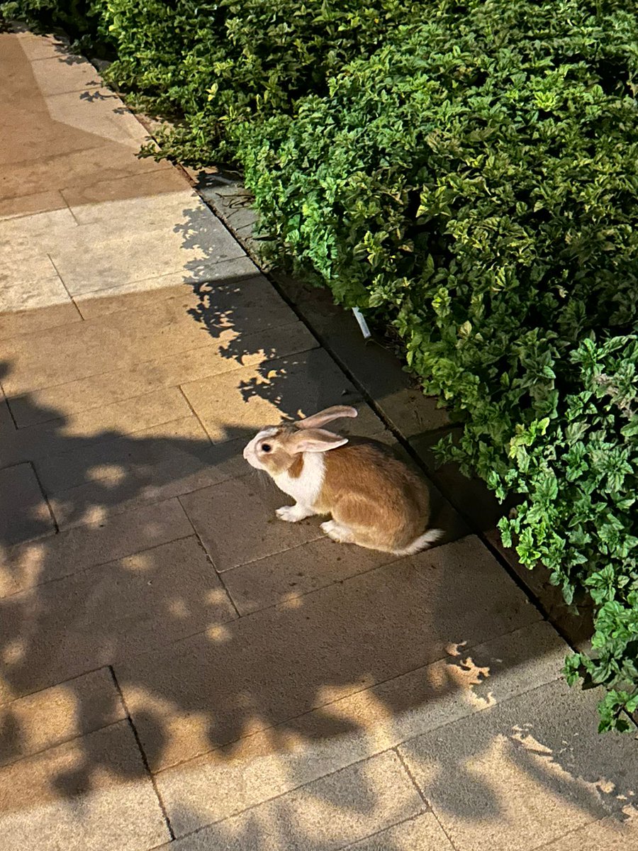 #انقاذ #عاجل #الرياض 
في أحد مايخاف الله رمى أرنب  
والأرنب مرعوب جدا تكفون احد يسوي فيه خير وينقذه يوديه لمحل حيوانات نظيف وكويس البساس بتهجم عليه وهو لاحول له ولاقوه والشمس بتطلع عليه بيموت 💔 الرياض رقم التواصل واتس فقط 
0555991808