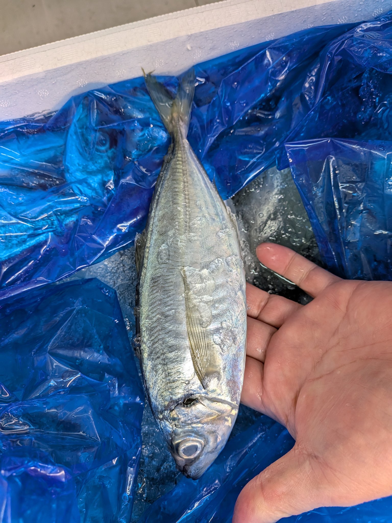 真魚さん専用　Agris コラージュ半幅帯 魚菜屋【天然鮮魚専門店】 on X: 