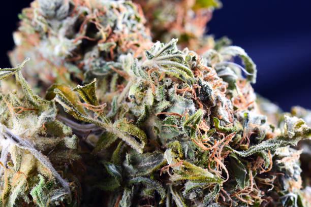 Compani237's tweet photo. General Wellness Intro

🌿 Looking for a natural way to feel better?
Cannabis Market Hub offers premium cannabis wellness products trusted by thousands.

✅ Relieve pain &amp; stress
✅ Sleep better
✅ Stay calm, focused, and balanced

💬 DM us to explore carts, edibles, oils &amp; more https://t.co/5mtGNTvAfM