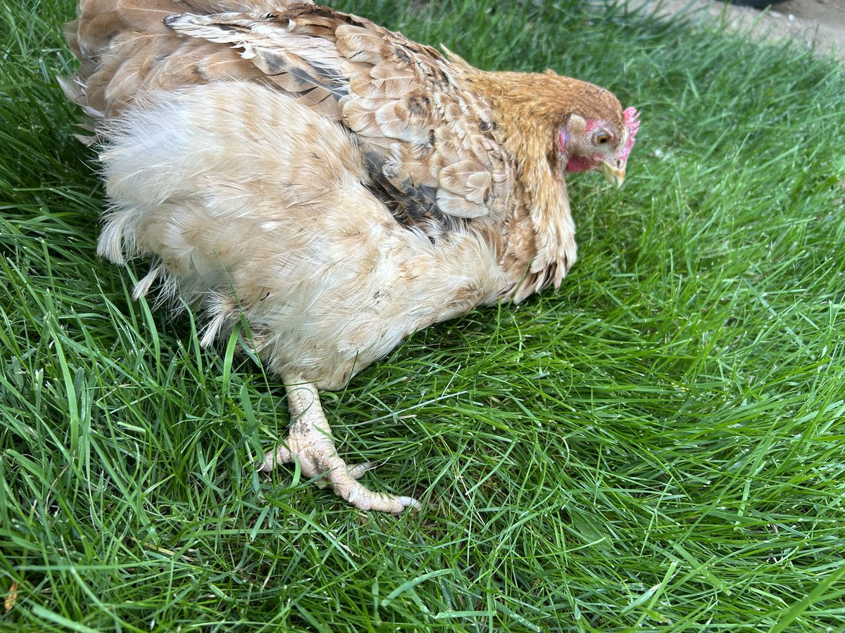 Howdy tribe…… 
Chicken tenders will totally understand this. 
I have more than 5 broody devils that try to pile in one nest box and FIGHT for it. Today they broke the prong off the plug of the automatic coop door I have. I don’t think it can be fixed. 
With that said I’m