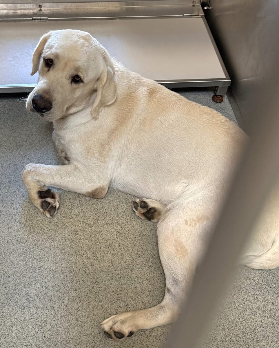 #Midland #Texas 

3yr old boy 🐶💔 needs a loving home 🏡. 

“DA31 - Owner Surrender 
58903533
3 year Male Labrador mix 75 lbs "Salson"
Available 7/31”

 “Shelter adoption fee $75, Includes microchip, 1st set of vac, flea/tick preventative, license, tag, spay/neuter of adopted