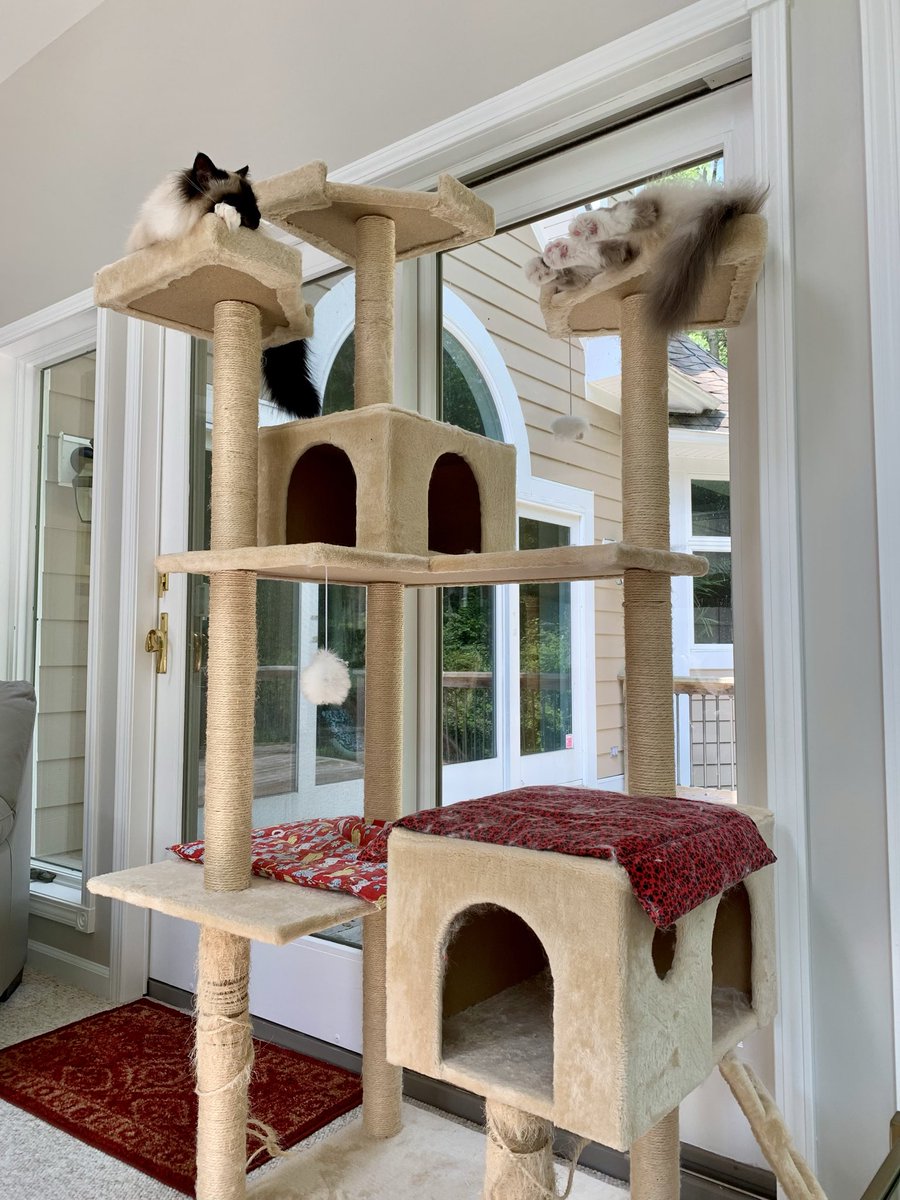 #PostAFavPic4VioletJul25 Day 30
Climbing. We use our superb climbing skills for house parkour
♥️😘Ari &amp; Cali💋♥️ #CatsOfX