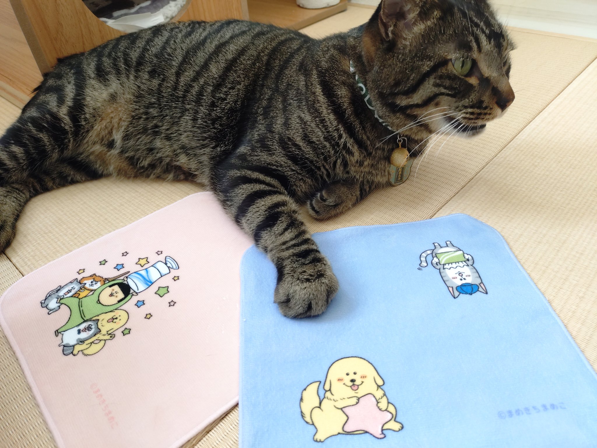 まめこ Amazon.co.jp: まめきちまめこニートの日常 シンバ Chibi