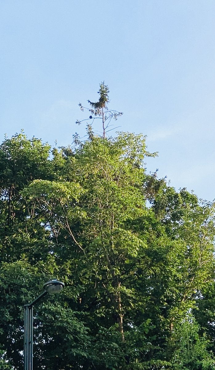 webstudysapporo's tweet image. おはようございます。
昨日は津波怖かったですね💦
JRとかも影響あってしばらく落ち着かないですよね。
暑いですし、体調に気を付けて😖😖😖

写真は北大植物園の木なのですが、遠くから見るとなぜか風見鶏に見えるなー、とつい撮ってしまいました😀