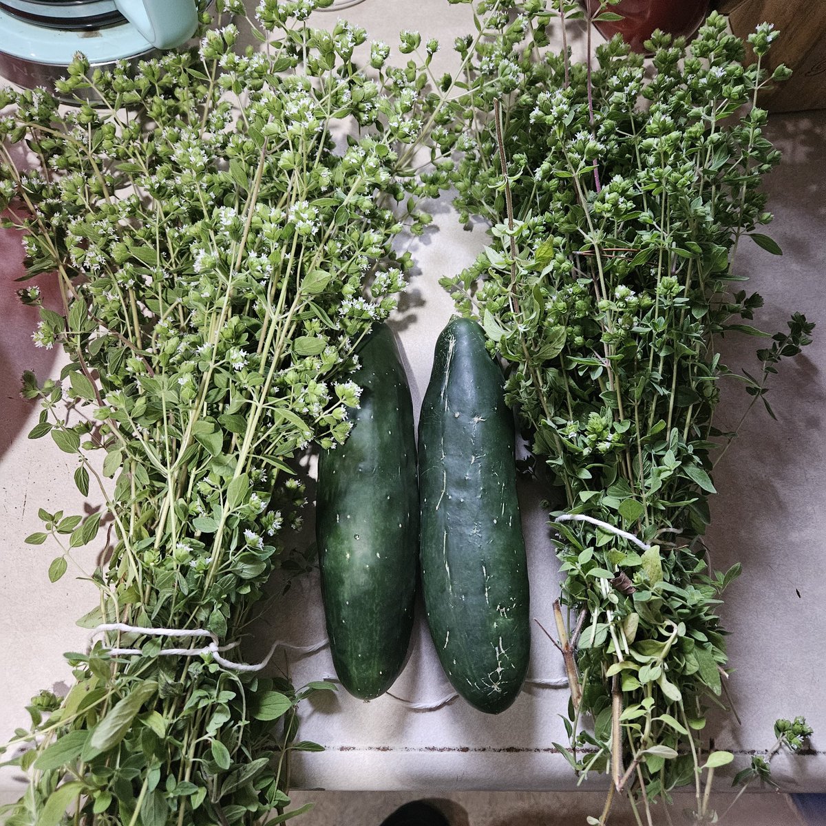 redray57's tweet image. #gardener  harvest so far
from what has done well. 
Carrots are doing well but not ready. Squash is still growing.

We have green toms. We snipped early flowers for growth. 

just planted more Carrots, spinach, lettuce, and scallions. Since our previous ones didnt do well. 
#PLS
