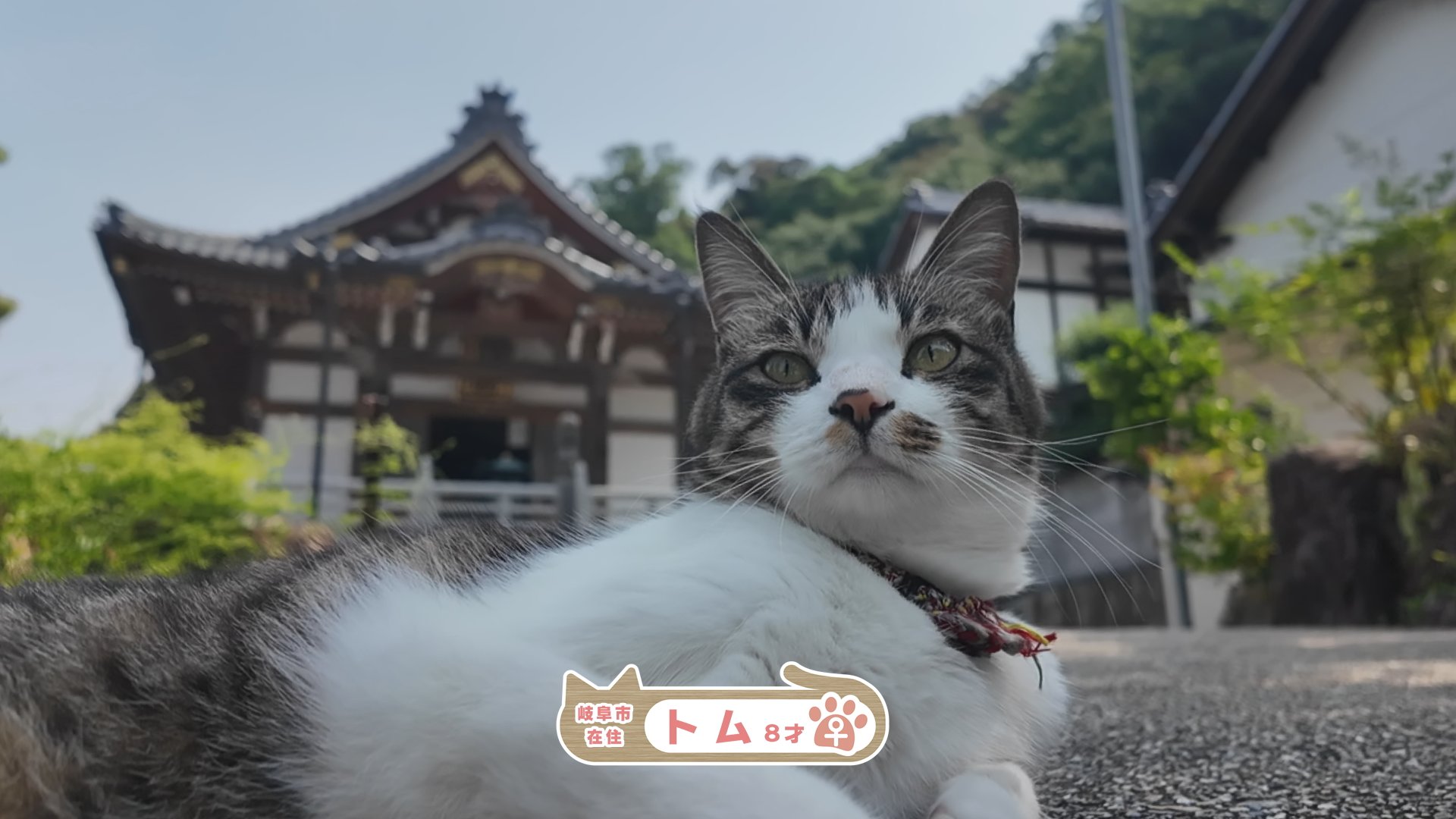 ニャン太様ご依頼品おまとめ 楽天市場】【ニコアンティーク×ご縁猫 招き猫 金運太郎】 4号 黒