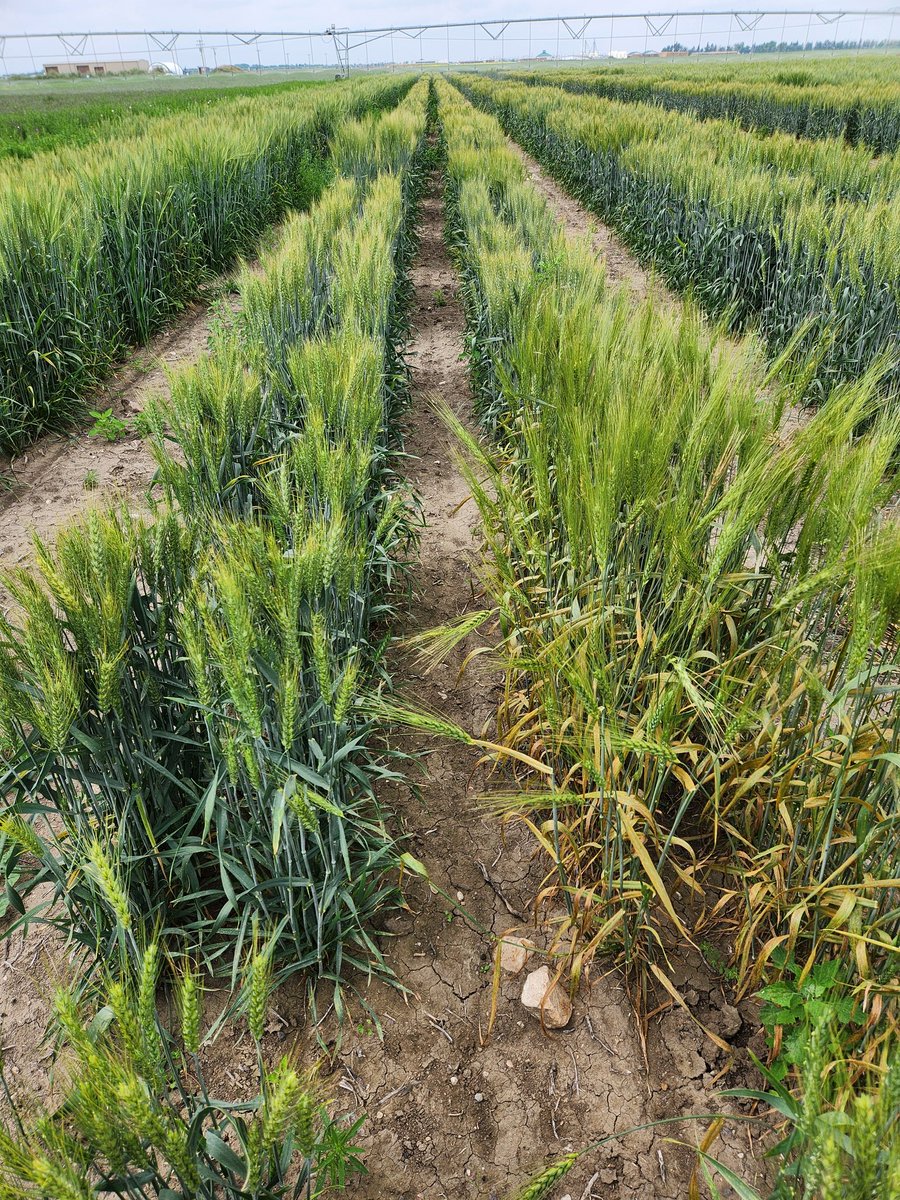 Harpinder S Randhawa 🌾 (@wheatsingh) on Twitter photo Last few years have been very hot and dry, leading to lower incidence of #StripeRust in Lethbridge. This year, weather conditions created excellent expression of #StripeRust in our #WheatBreeding nursery. #RustNeverSleep <a href="/wheat_research/">Canadian Wheat Research Coalition</a> <a href="/AlbertaGrains/">Alberta Grains</a> <a href="/SaskWheat/">Sask Wheat</a> <a href="/mb_cropalliance/">Manitoba Crop Alliance</a> Last few years have been very hot and dry, leading to lower incidence of #StripeRust in Lethbridge. This year, weather conditions created excellent expression of #StripeRust in our #WheatBreeding nursery. #RustNeverSleep <a href="/wheat_research/">Canadian Wheat Research Coalition</a> <a href="/AlbertaGrains/">Alberta Grains</a> <a href="/SaskWheat/">Sask Wheat</a> <a href="/mb_cropalliance/">Manitoba Crop Alliance</a>