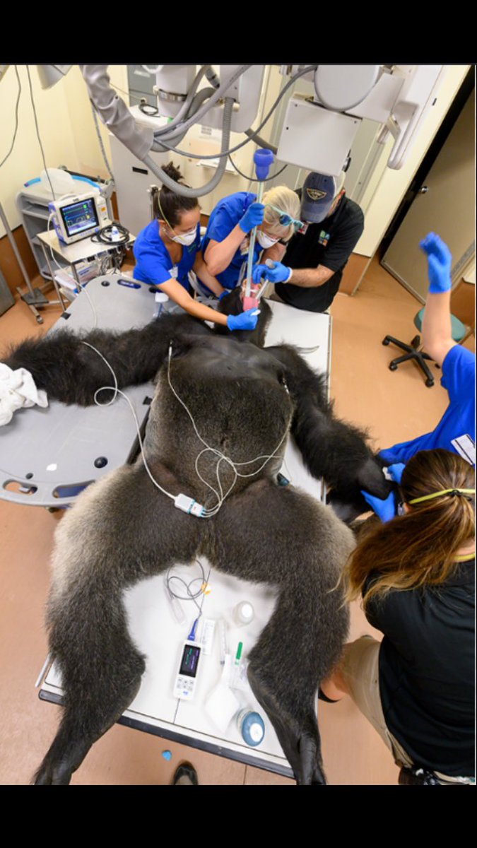 ™️ (@t1nala) on Twitter photo 