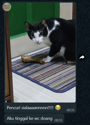 suami gue lagi enak2 sarapan malah ayamnya di colong kcg! gue🤣🤣
kata gue sih salah dia sendiri, udah tau kucingnya gragas, liat aja mukanya yg ga ngerasa bersalah🤣🤣