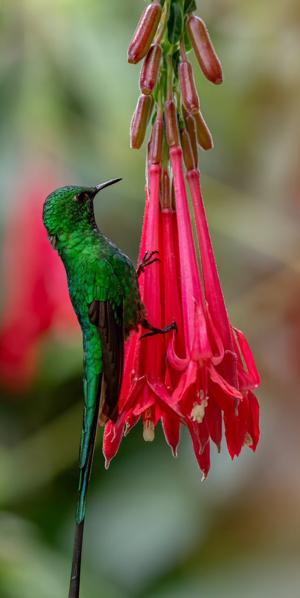 Aniket π³οΈβππ³οΈββ§οΈ(he/him) (@mitogfp) on Twitter photo Green-tailed trainbearer #birdseenin2025 <a href="/inaturalist/">iNaturalist</a> #birdphotography #TwitterBirds #birdcpp Green-tailed trainbearer #birdseenin2025 <a href="/inaturalist/">iNaturalist</a> #birdphotography #TwitterBirds #birdcpp