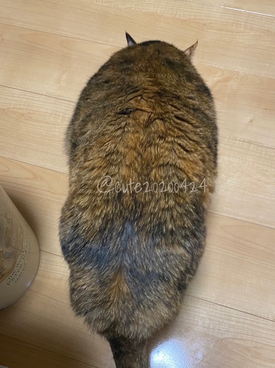 きゅーちゃん成長日記 (@cute20200424) / Posts / X