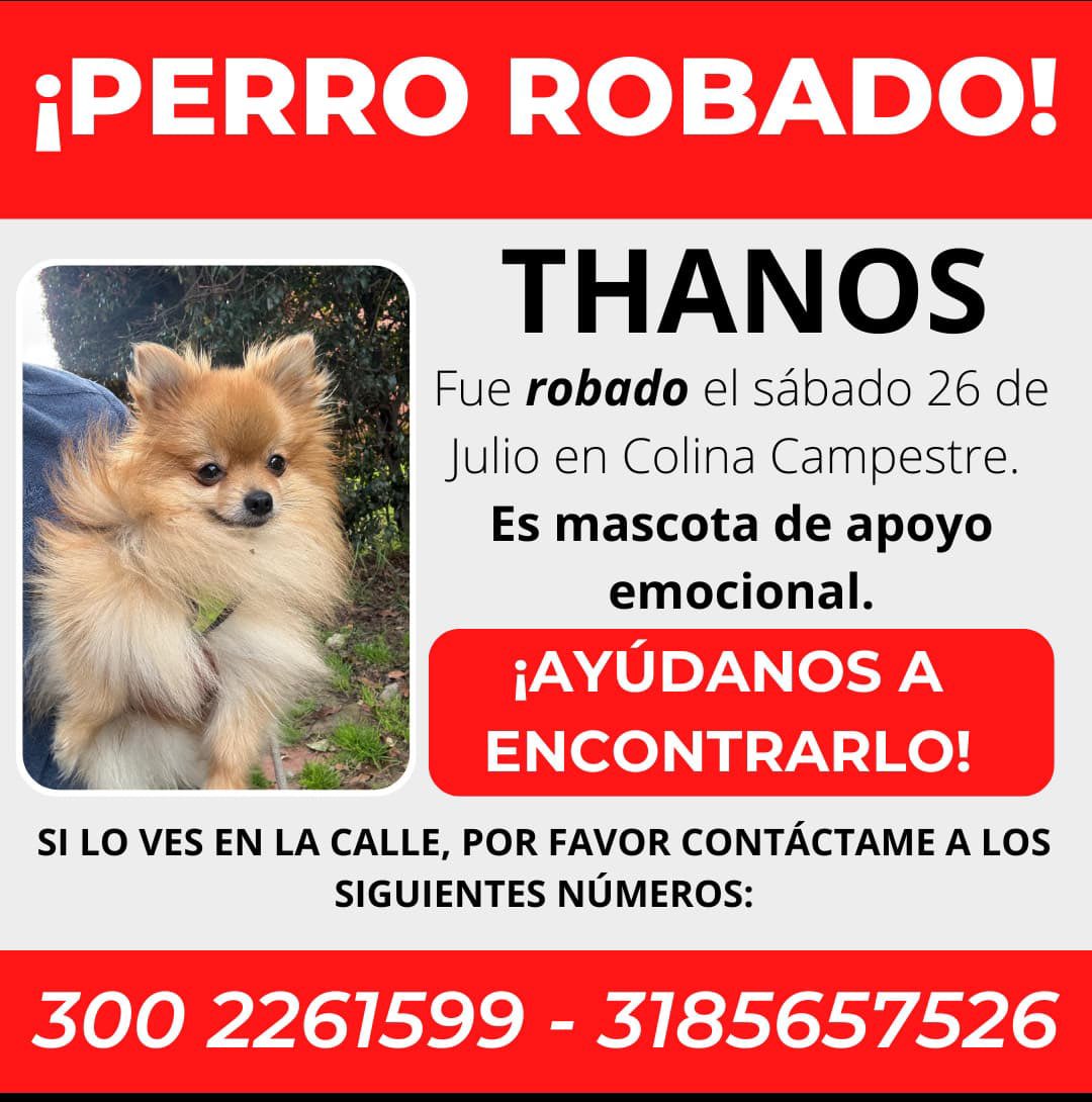 🆘 Se robaron a Thanos 🐶, desde el 26 de julio. en Colina Campestre - Bogotá, por favor compartamos 🙏 lo buscamos 

<a href="/MONYRODRIGUEZOF/">MÓNICA RODRÍGUEZ 🐤</a> <a href="/PlataformaALTO/">Plataforma ALTO</a> <a href="/Marce_Tabares/">Marce Tabares 🐶</a> <a href="/piedrahitangela/">Ángela Piedrahita 🐤</a> <a href="/DanielSamperO/">Daniel Samper Ospina</a> <a href="/HELIODOPTERO/">Gonzalo Guillén</a> @coraimatorresd <a href="/patrulleroefra/">Efrain Arce</a> <a href="/laurarubiogu/">Laura C</a> <a href="/darcyquinnr/">Darcy Quinn</a>