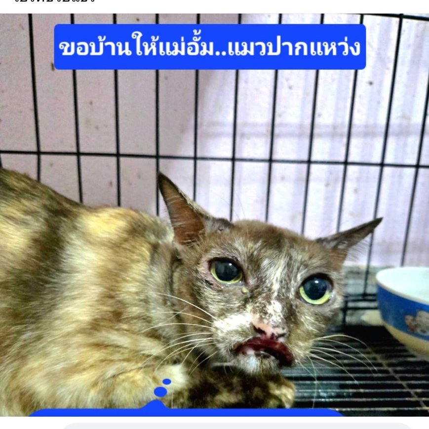 Catster & Co บ้านพักพิงแมวจร tweet media