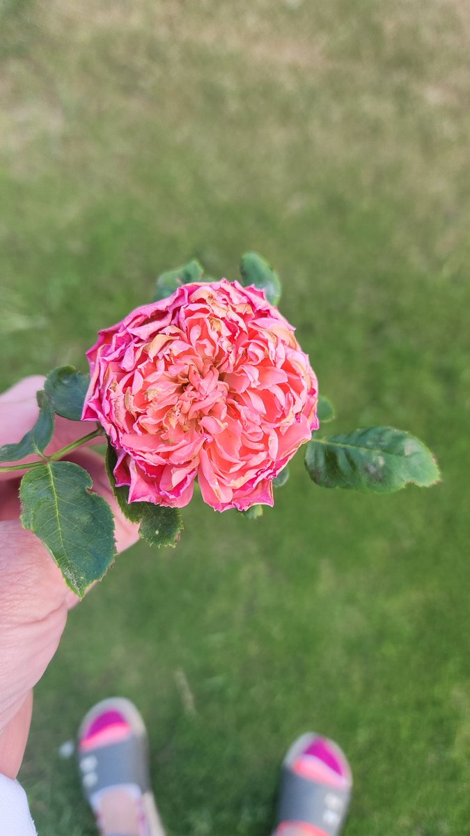I grew a thing. This is the first flower my rose bush has made since I've planted it. Is it pretty, not really. Are its thorns poking me, yes. If I look to find the beauty though...it smells divine. I've been gone for 2 days at training and spending time with my grandpa in