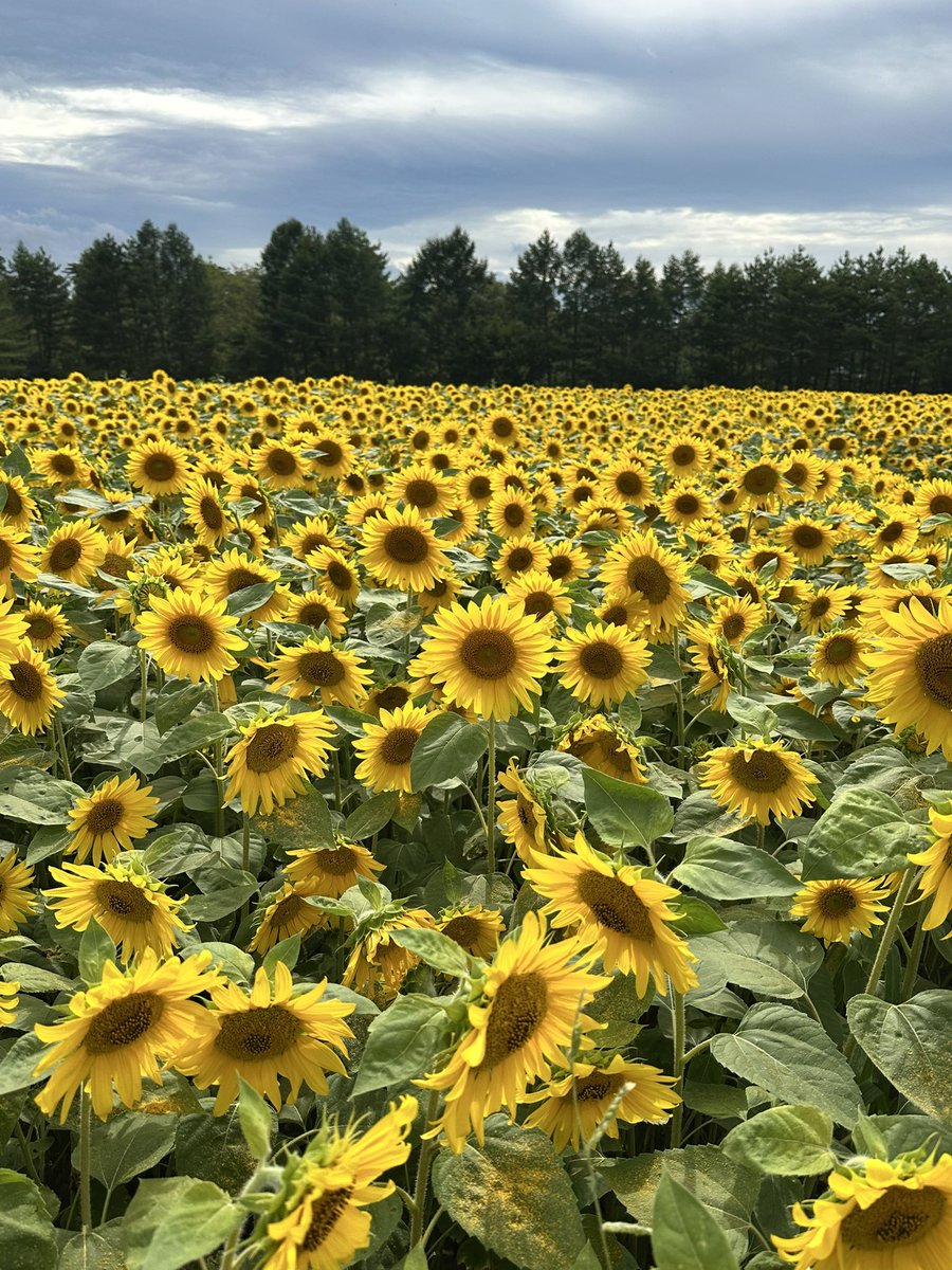 こんにちは、ラウンジさくら🌸です。先日山の楽校へ行って来ました。今年は特に素晴らしい👍満開でしたよ🌻皆様もぜひ。
そして八戸では三社大祭も始まりますよ。さくらは今週も土曜日のみの営業です。皆様のご来店お待ちしております😊