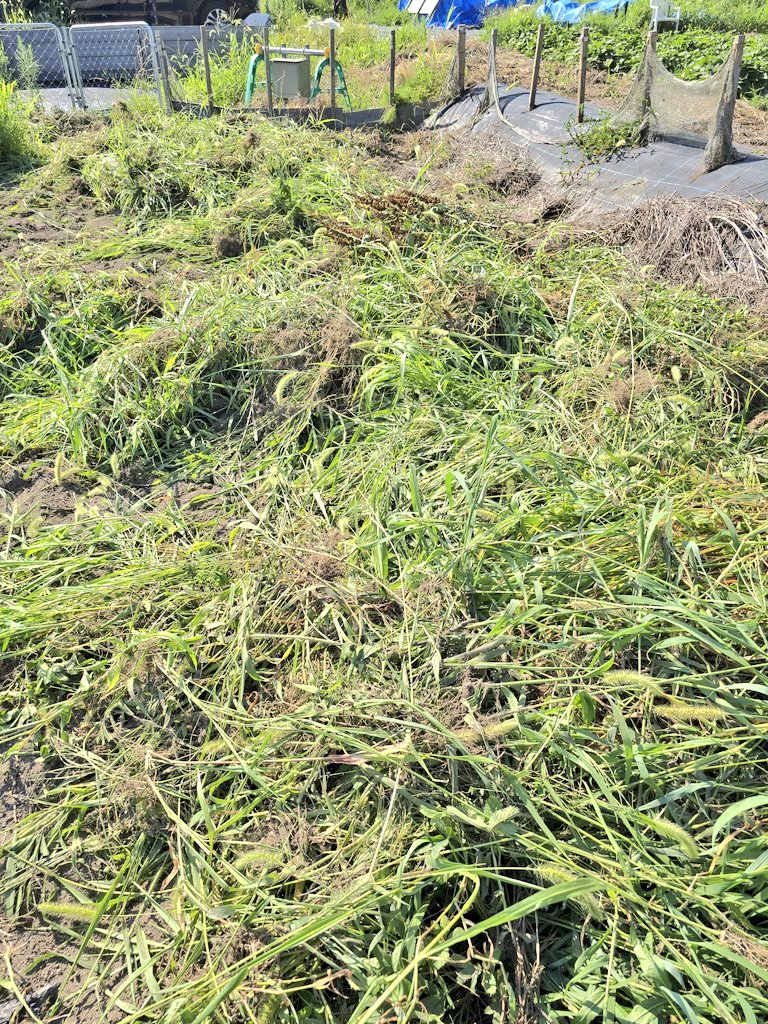 昨日と今朝でめっちゃすすんだー😏
剥ぎ取った雑草の山、山、山

#はたけのあそび場
HATAKENO ASOBIBA