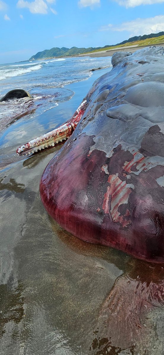 飛ぶ鯨 マッコウクジラ - Search / X