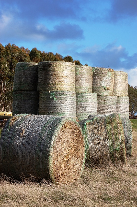 Help is available to develop feed budgets or assist with livestock feeding decisions – vital for maintaining the health of livestock and while pastures start to recover following recent rain.

Any Victorian farmer can get help with feed budgeting by booking a one-on-one session