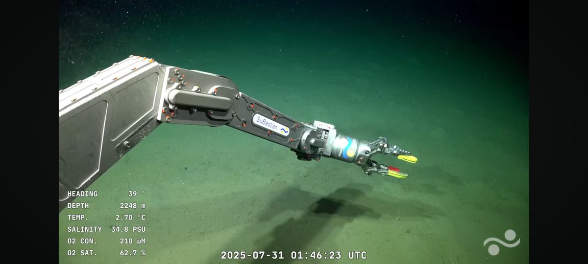 No te confundas yo no camino para atrás como una centolla! 
Es espectacular la transmisión de la #SchmidtOcean