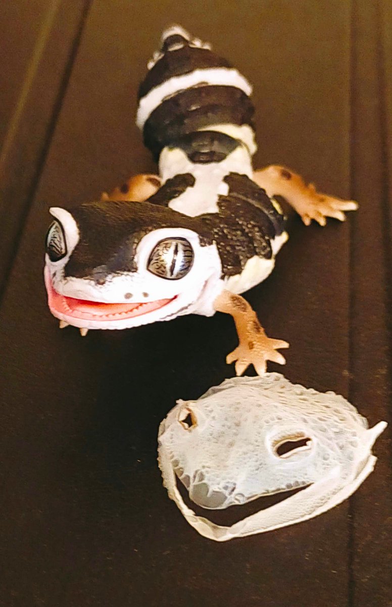 スケキヨ！  
マスクを取って見せておやり！  

#ヒョウモントカゲモドキ 
#レオパードゲッコー 
#レオパ
#犬神家の一族