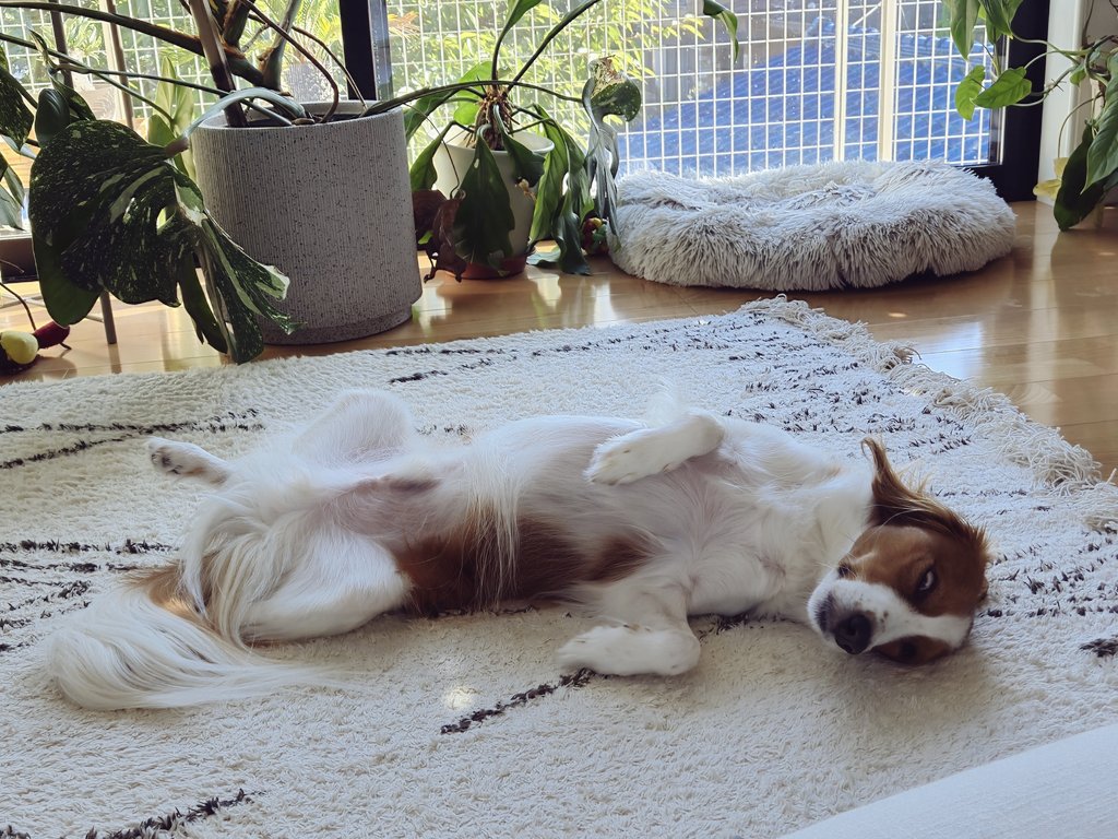 tuna_thunnus's tweet photo. 暑くて犬もだれてます https://t.co/TOeho7utkB