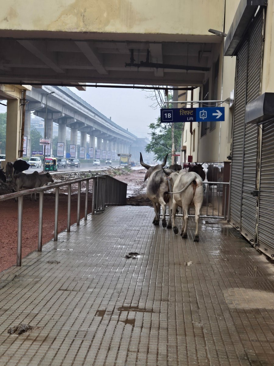 utk_josh's tweet photo. 31st July, 730am. Sector 55-56 metro station. Please suggest action.

#SwachhGurugram #CleanCity #CleanlinessDrive #MCG #DistrictAdministration #Gurugram #Haryana

@DC_Gurugram @MunCorpGurugram @TrafficGGM @AjayKumarIAS13 @cmohry @NayabSainiBJP @Rao_InderjitS @narendramodi https://t.co/fylz3Gsxeo