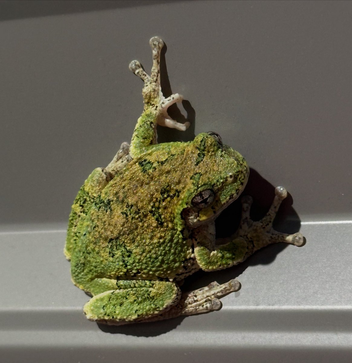 We have a visitor tonight.