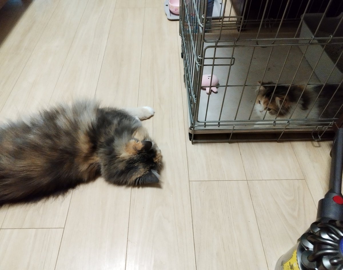 marmellowly's tweet photo. 自分から近づいてくるのに唸る情緒不安定ネコ

レディの複雑な感情😅本当は仲良くしたいのにねぇ

#ねこ
#猫のいる暮らし
#サイベリアン
#スコティッシュフォールド 
#仲睦まじそうな写真だけど小さく唸ってる
#チビは常に無反応 https://t.co/xVfFVNWaAM