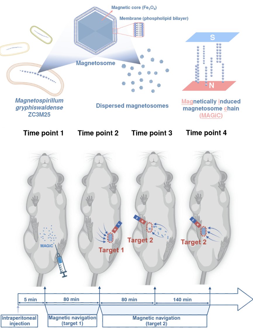 Magnetically induced magnetosome chain (MAGiC):
A biogenic magnetic-particle-imaging tracer with high performance and navigability

"the development of trackable magnetic microrobots in GI tract using isolated magnetosomes from magnetotactic bacteria"

science.org/doi/10.1126/sc…