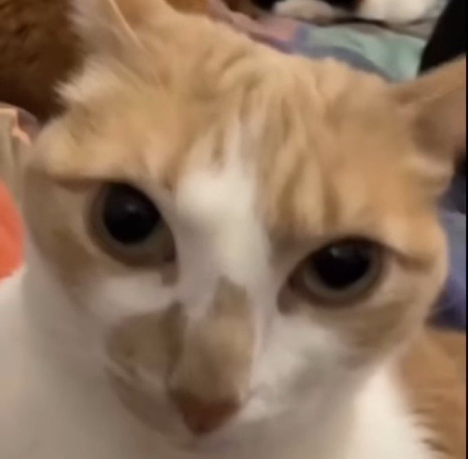 ItsjustFT's tweet image. I believe I am shadowbanned