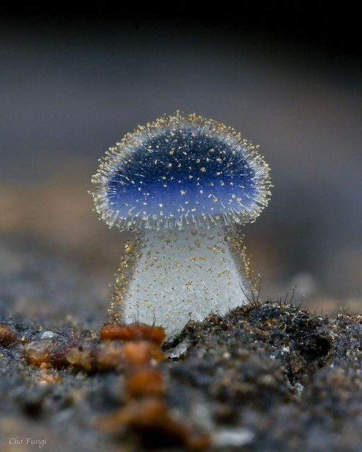 Mushroom Hunting Club (@mushroomhclub) on Twitter photo 