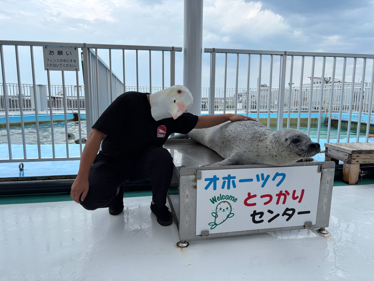 あざらし本店 🦭 とっかりセンターアザラシランド 2025.7 #アザラシ#とっかり