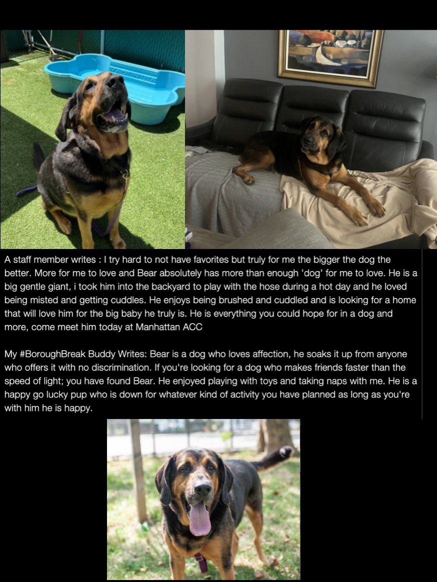 🫶🏼 Thank you for taking Bear into your home for a nap!!
♥️🐻Bear ~ big doggy love, big cuddle style 
looking for a FOREVER home🫵🏼could it be with you❓
👌🏼💥Meet this friendly pup in Manhattan ACC, he is ♥️#41DaysInShelter ♥️#PriorityPlacement 
nycacc.app/browse/229900 ♥️#AdoptME