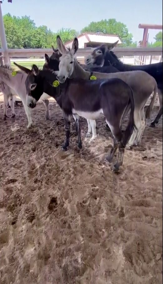 #Share $3402 needed to meet the dollar for dollar match to save all 18 once wild and free burros now in Stroud kill pen Thank you to all that have donated &amp; shared  to #Help get closer to saving the 18  paypal.com/donate/?hosted… venmo.com/u/SaveourWildH… buy.stripe.com/4gw7tI8sYdUJ1X…