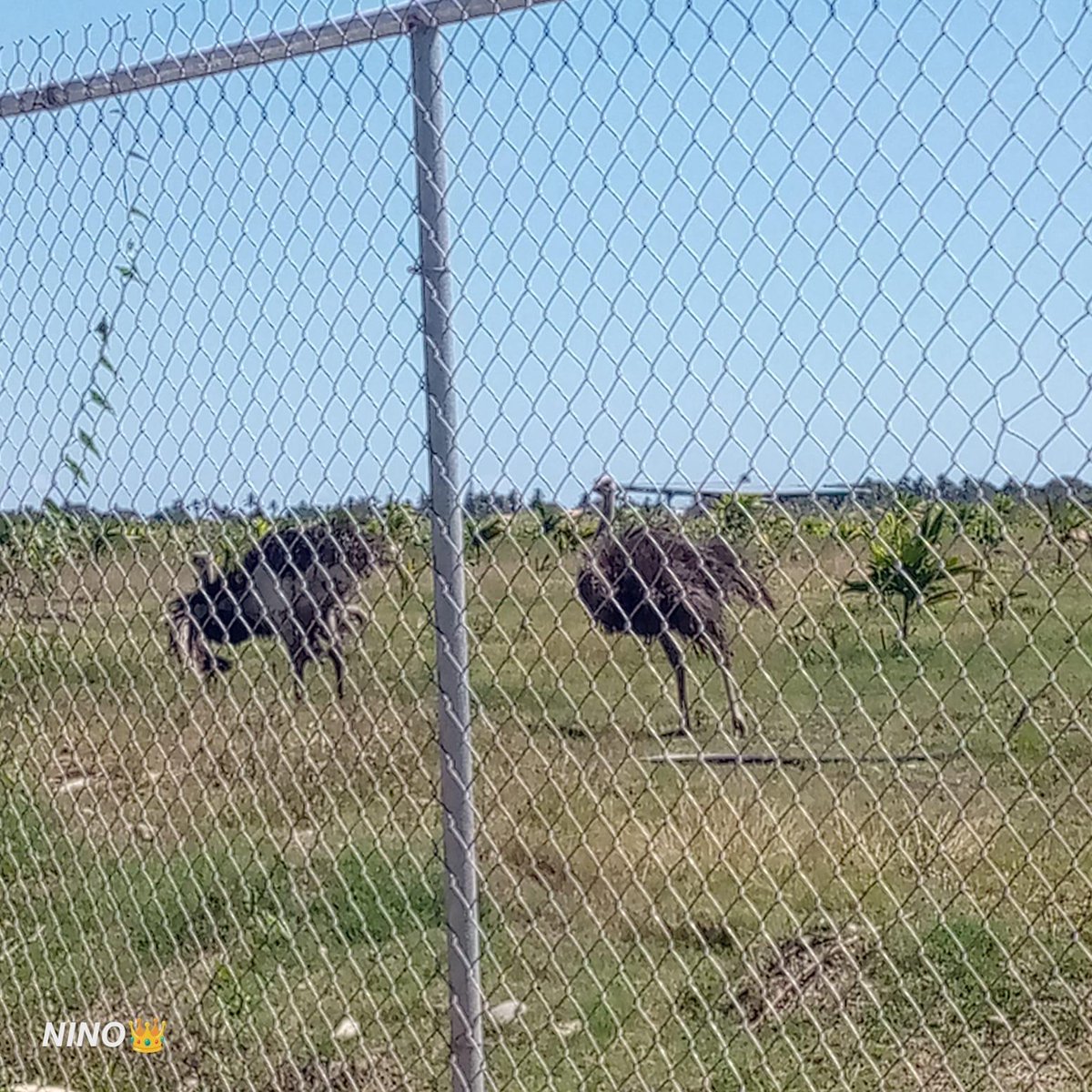 Corrupción al Desnudo (@corrupcionaldes) on Twitter photo Hacienda Nápoles, perdón, Hacienda Nizao.
Maltrato animal, los flamencos no van sobre grama @DNI; van en una laguna, por eso están descoloridos.
<a href="/luisabinader/">Luis Abinader</a> <a href="/DNCDRD/">Dirección Nacional de Control de Drogas</a> <a href="/ProcuraduriaRD/">Procuraduría General de la República Dominicana</a> <a href="/YeniBerenice/">Yeni Berenice</a> <a href="/WilsonCamachoP/">Wilson Camacho</a> <a href="/FBI/">FBI</a> <a href="/DEACARIBBEANDiv/">DEACaribbean</a> Hacienda Nápoles, perdón, Hacienda Nizao.
Maltrato animal, los flamencos no van sobre grama @DNI; van en una laguna, por eso están descoloridos.
<a href="/luisabinader/">Luis Abinader</a> <a href="/DNCDRD/">Dirección Nacional de Control de Drogas</a> <a href="/ProcuraduriaRD/">Procuraduría General de la República Dominicana</a> <a href="/YeniBerenice/">Yeni Berenice</a> <a href="/WilsonCamachoP/">Wilson Camacho</a> <a href="/FBI/">FBI</a> <a href="/DEACARIBBEANDiv/">DEACaribbean</a>