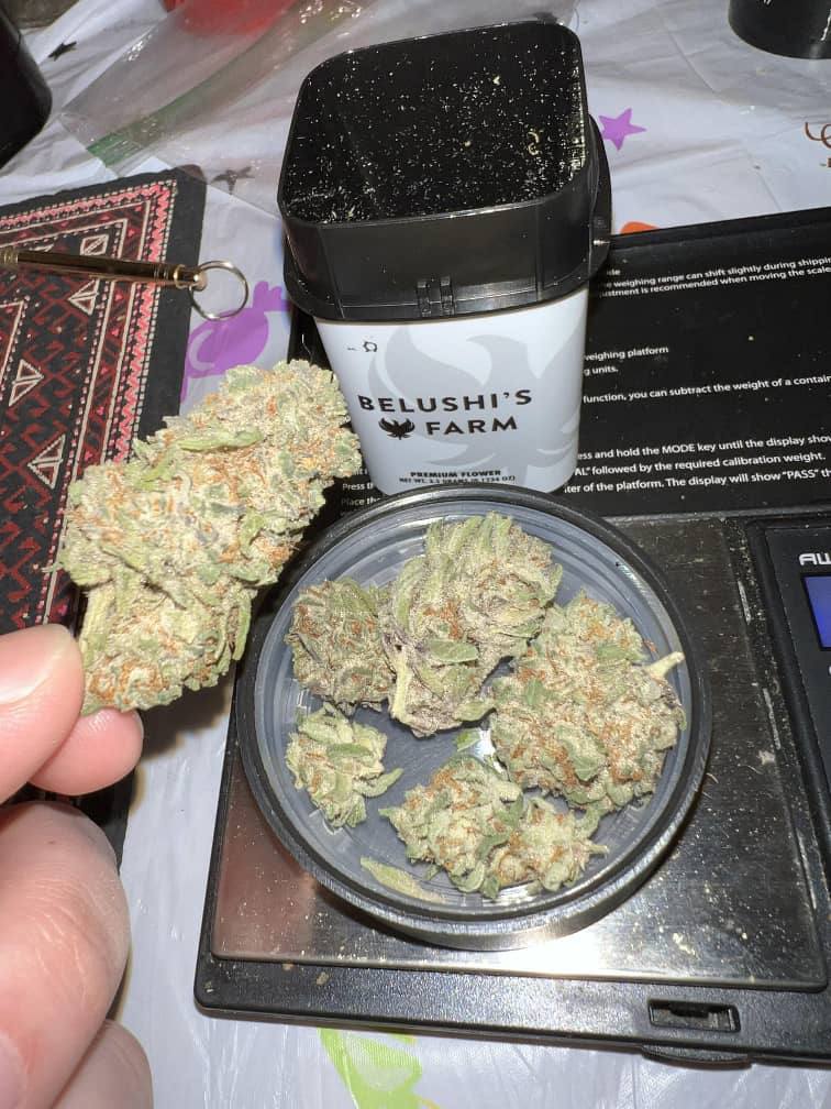 Have you tried the Blues Brothers strain yet??

t.me/+liiV5OgAmcA0Y…