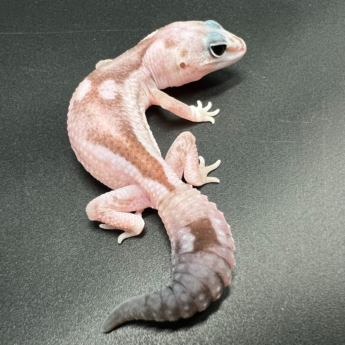 JRS静岡に連れて行く生体🦎✨】 ═════ ニシアフリカトカゲモドキ