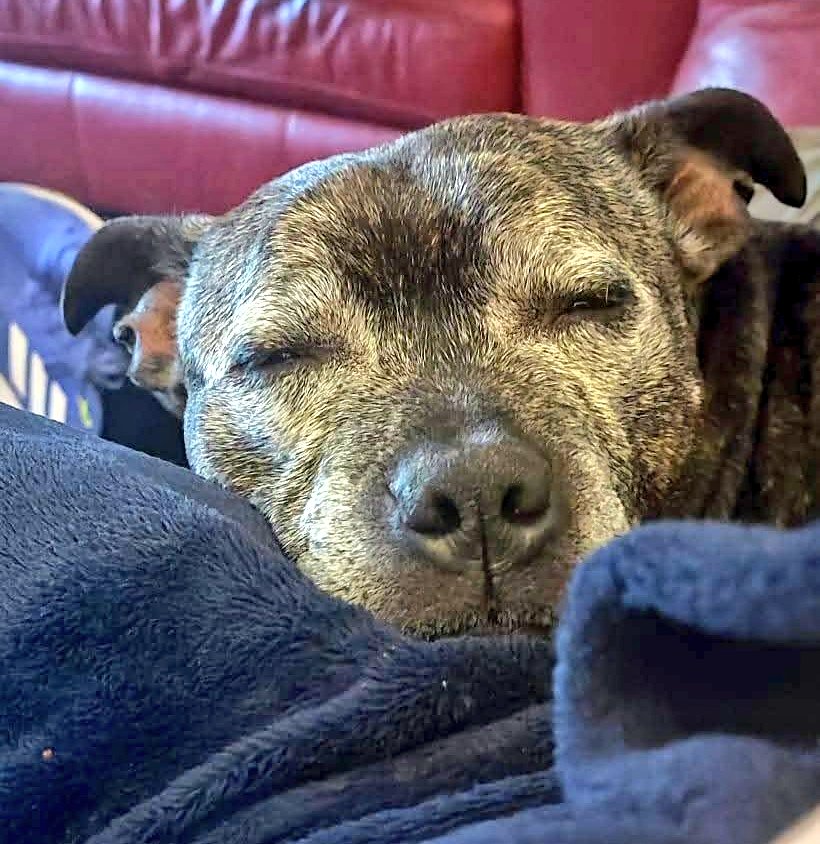 SeniorStaffy's tweet photo. Good morning Staffy Lovers!
We have some amazing news to share with you this Thursday morning....drumroll please 🥁🥁🥁
Our adorabull Archibald has found his pawfect furever home 🏡 🎉
Please see the attached post for a fabulous pupdate on our Lord Frostysnoot 😍 #adopted #adored https://t.co/0W3iXAYV2t