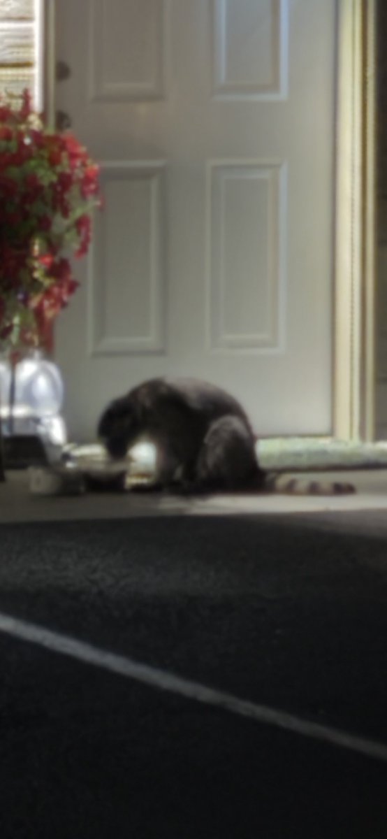 Bruh wtf is that? That ain’t no dog or no cat. Tail look like a raccoon but when I walked up on it that mf didn’t run so it couldn’t be no raccoon..