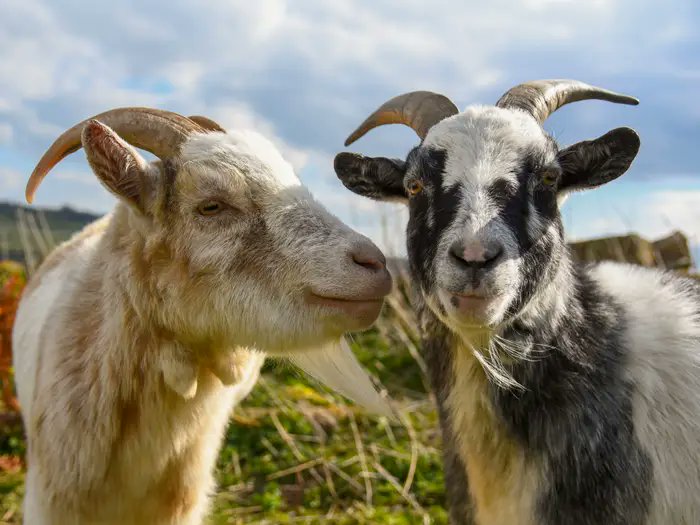 Da haben die auch dieses Bild gemacht