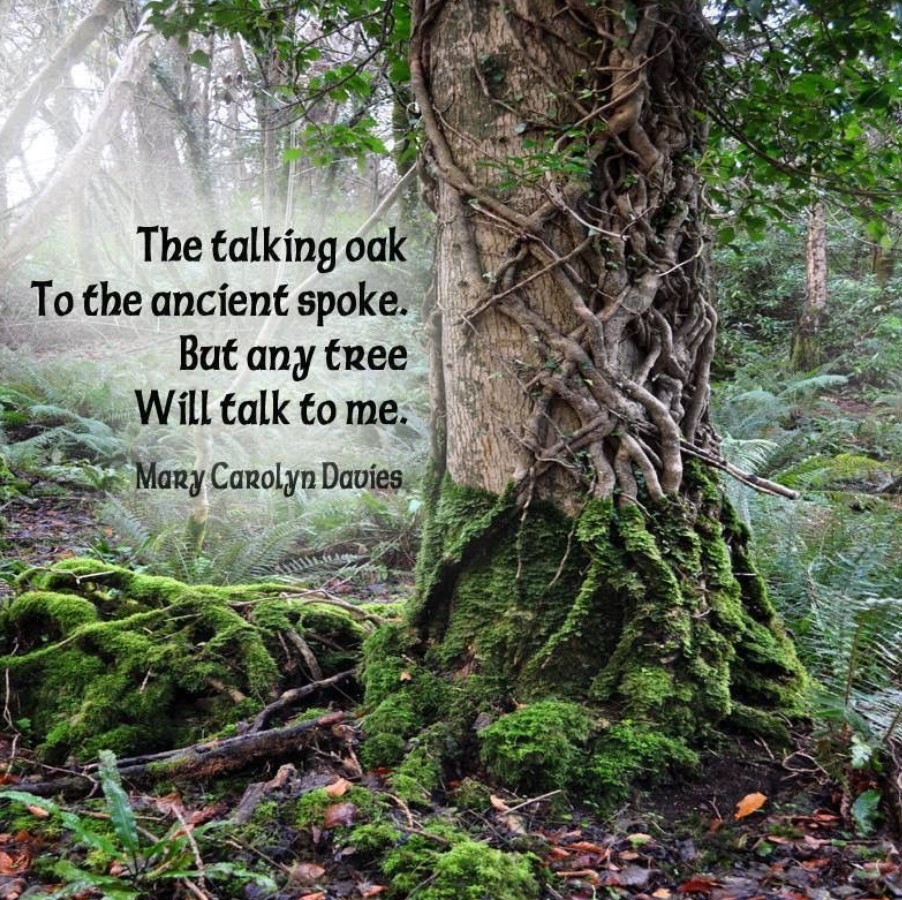 Enjoy your time spent in nature today, and notice what inspires you and calls to you 💚 #ForestBathing #Naturetherapy #Summer #birdsong #trees #mindfulness #Thursdayvibes