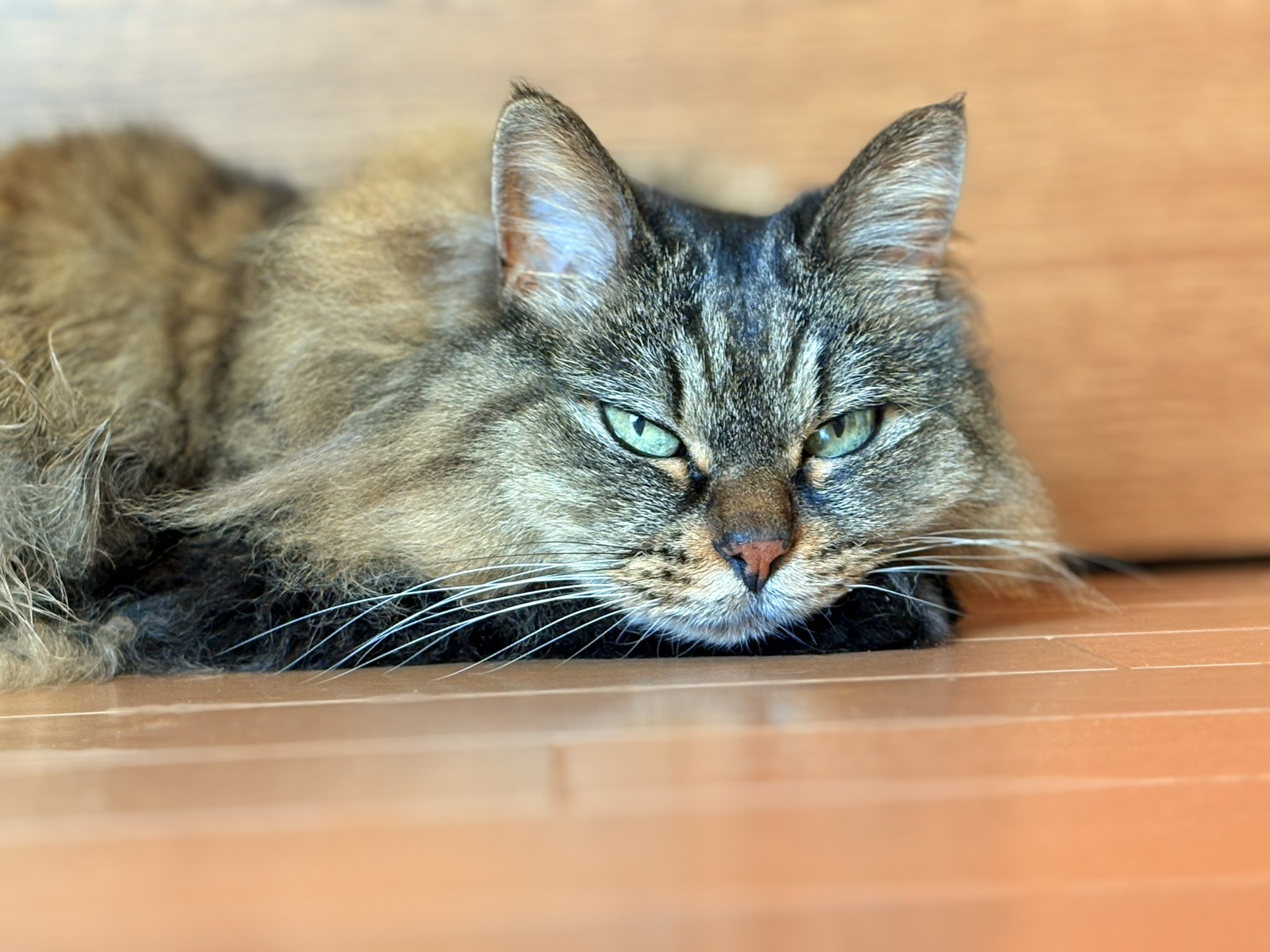 猫の写真 お京 on X: 